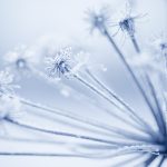 Frost-Adorned Cow Parsley In A Tranquil Winter Setting