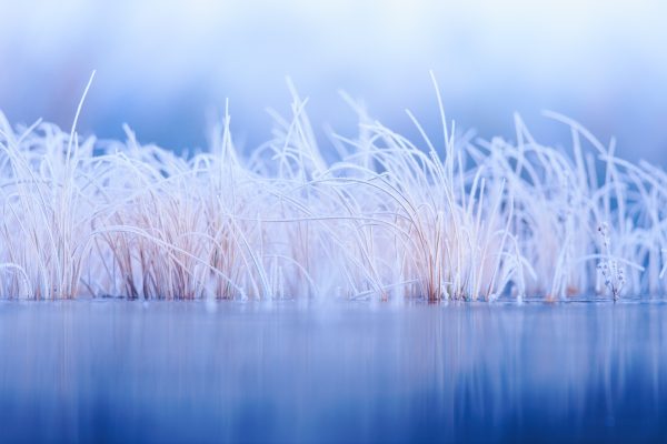 Frost-Covered Grass Blades On A Winter Morning By The Waters Edge