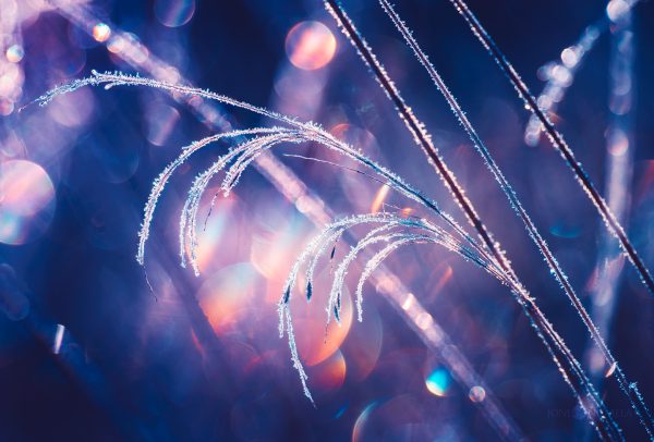 Frost-Covered Grass Glistening Under Morning Light In Winter