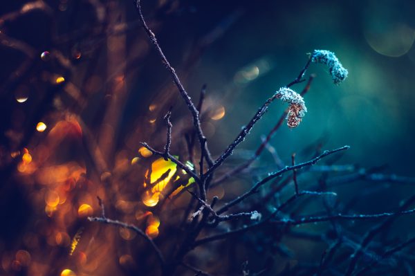 Frost-Kissed Branches Glisten At Dusk In A Tranquil Winter Forest
