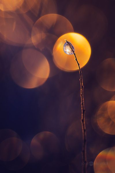 Frozen Drop In Blurry Background