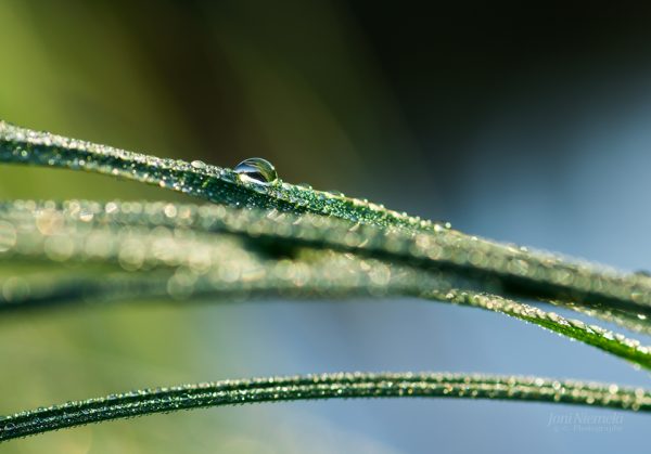 Frozen Morning Dew Clings To Green Blades Of Grass At Sunrise