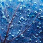 Frozen Water Bubbles On Leaf Close-Up