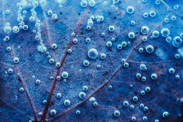 Frozen Water Bubbles On Leaf Close-Up