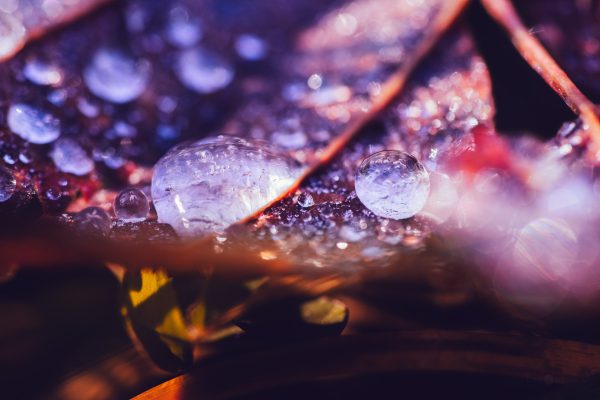 Frozen Water Droplets On Leaf Close Up