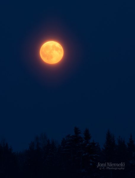 Full Moon Illuminating Trees In Night Sky