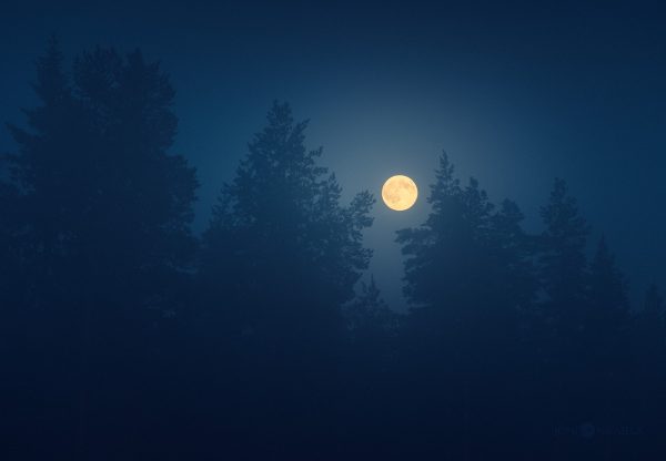 Full Moon Peeking Through Trees