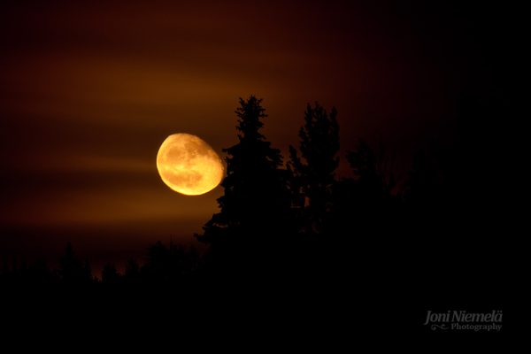 Full Moon Peeking Through Trees