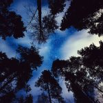 Gazing Up At The Starry Sky Through Trees
