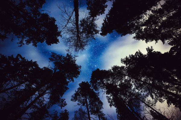 Gazing Up At The Starry Sky Through Trees