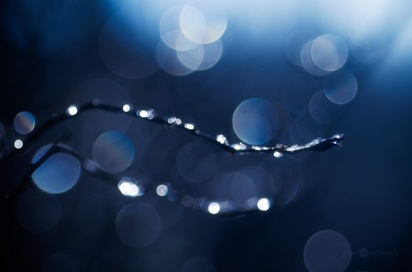 Glistening Frozen Drops On A Delicate Twig In Soft Morning Light