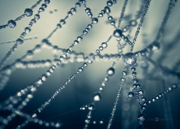 Glistening Spider Web Covered In Frosty Water Droplets
