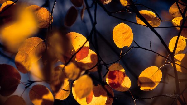 Golden Autumn Leaves Basking In Soft Afternoon Light Amidst A Serene Forest