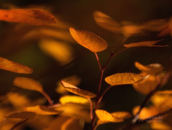 Golden Autumn Leaves Gently Swaying In The Warm Evening Light