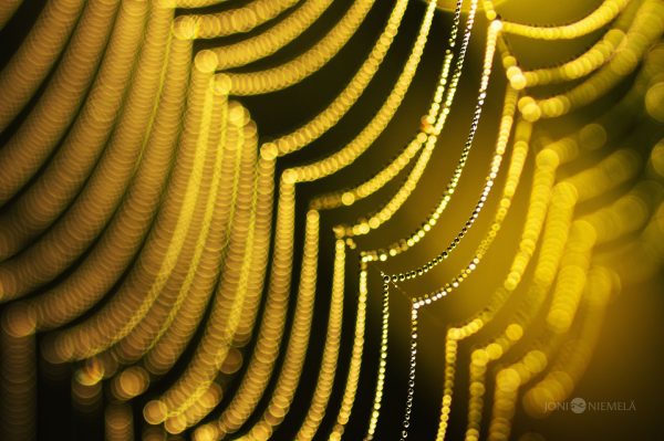 Golden Bokeh Lights Created By Morning Dew On Spider Web