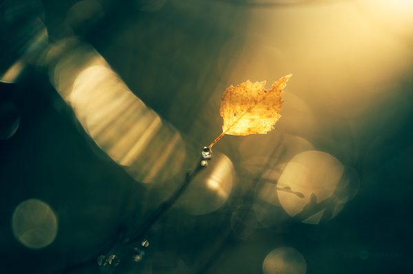 Golden Hour Glimpse Of A Lone Autumn Leaf Clinging To A Delicate Branch