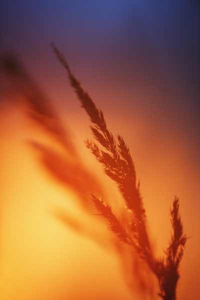 Golden Hour Glow Embracing The Delicate Silhouette Of Wheat