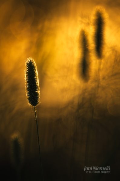 Golden Hour Glow Illuminates A Single Foxtail Grass Against A Soft Bokeh Background