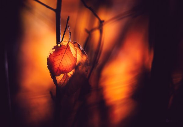 Golden Hour Glow On A Single Autumn Leaf In A Tranquil Forest