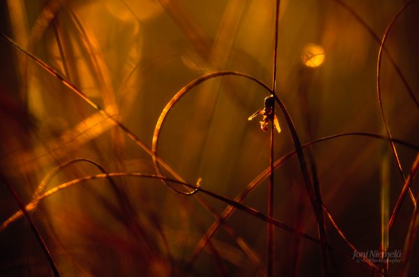 Golden Hour Glow On A Single Spider Suspended In A Delicate Web