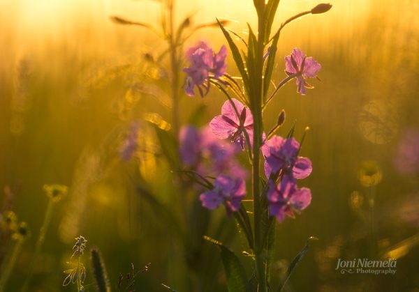 Golden Hour Glow On Wildflowers In A Serene Meadow At Sunset
