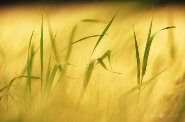 Golden Hour Glow Over A Tranquil Wheat Field In Early Summer