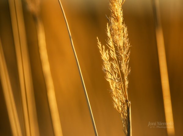 Golden Hour Illuminates A Lone Wheat Stalk In A Calm Field At Dusk