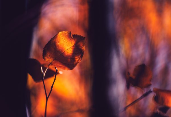 Golden Hour Illumination Of A Single Autumn Leaf Amongst A Forest