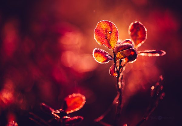 Golden Hour Illumination Of Frost-Kissed Autumn Leaves In A Tranquil Forest
