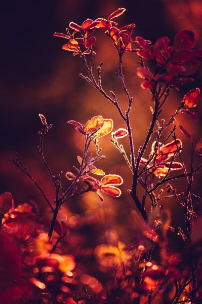 Golden Hour Illumination Of Vibrant Autumn Leaves In A Tranquil Forest