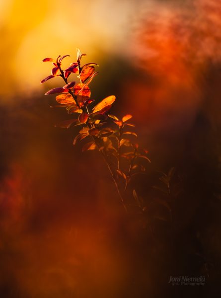 Golden Hour Illumination On A Single Plant In A Tranquil Forest Setting