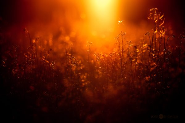 Golden Hour Illumination Over A Field Of Wildflowers At Dusk