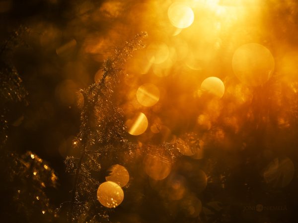 Golden Hour Sunshine Glistening On Dew-Covered Branches