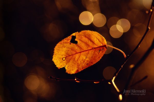 Golden-Hued Autumn Leaf Suspended On A Bare Twig At Dusk