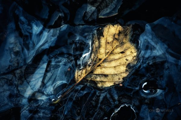 Golden Leaf Resting On A Frozen Surface During A Wintery Twilight