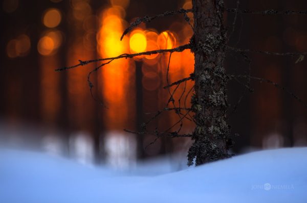 Golden Sunset Gleaming Through A Snow-Covered Forest In Winter
