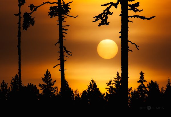 Golden Sunset Silhouettes Towering Trees Against A Hazy Sky