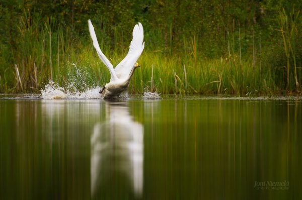 Graceful Swan Taking Flight From Serene Lake At Dusk