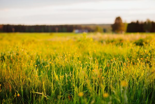 Grassy Field With Trees In Background