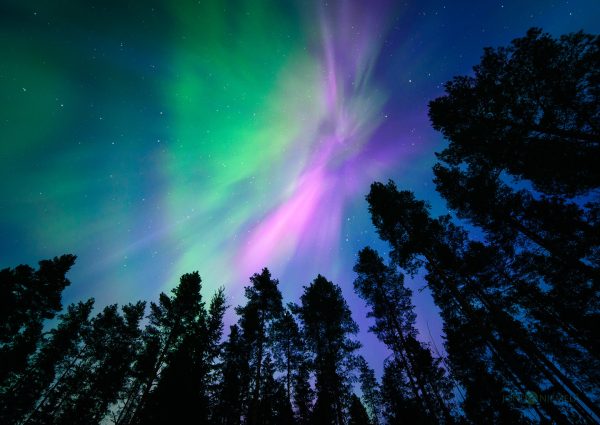 Green And Purple Aurora Borealis In The Night Sky
