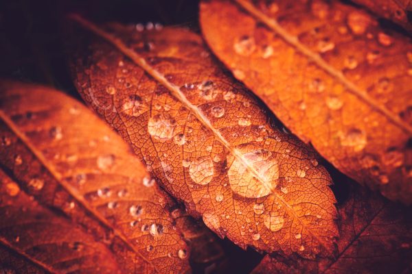 Group Of Brown Leaves With Water Drops
