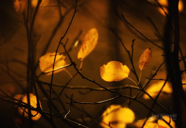 Group Of Leaves On A Tree