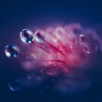 Group Of Sundew Drops