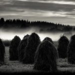 Hay Bales In A Field