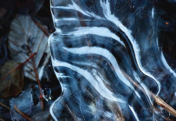 Intricate Ice Patterns Forming Over Autumn Leaves During Early Winter