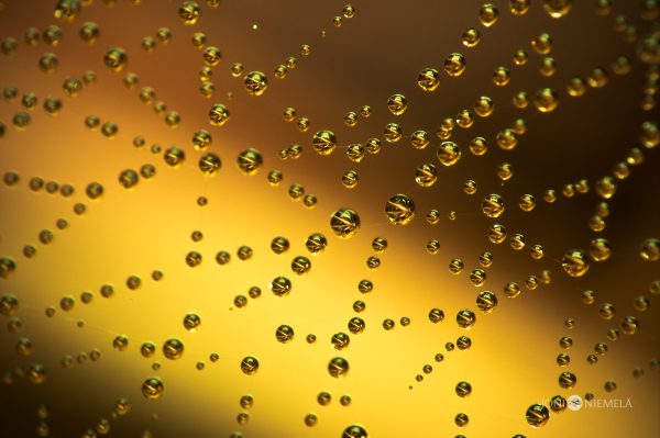 Intricate Network Of Water Droplets On A Spiderweb Against A Golden Background