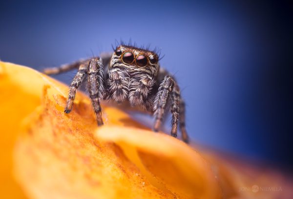Jumping Spider On Tree Bark Close-Up