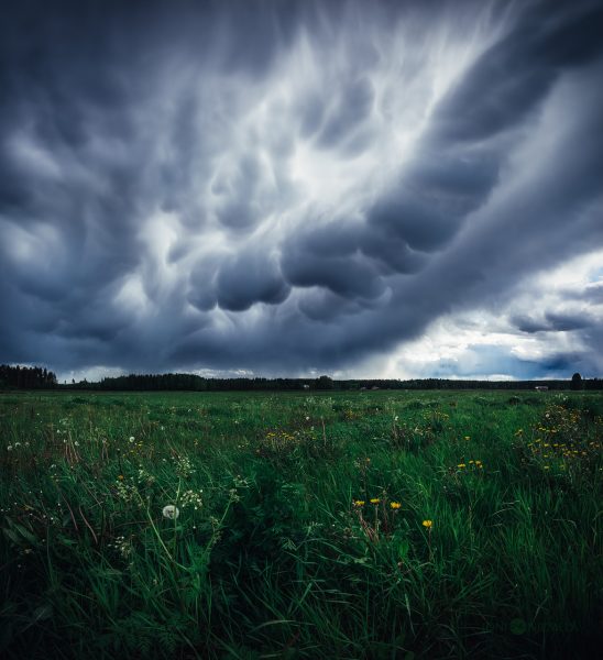 Large Field With Grass And Flowers Under Mammatus Clouds