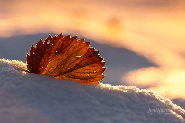 Leaf Resting In Snow