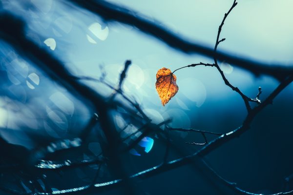 Leaf Resting On Branch